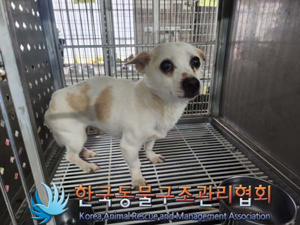 한국동물구조관리협회_441560202500036